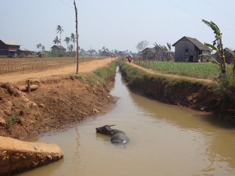 Buffalo goes for a swim.